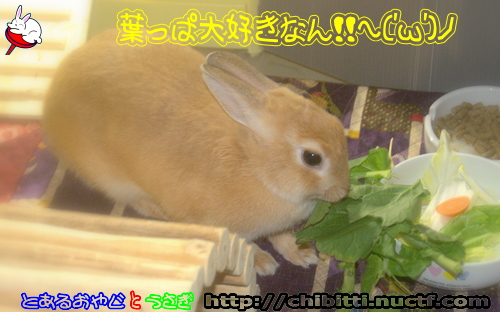 画像クリックで拡大します