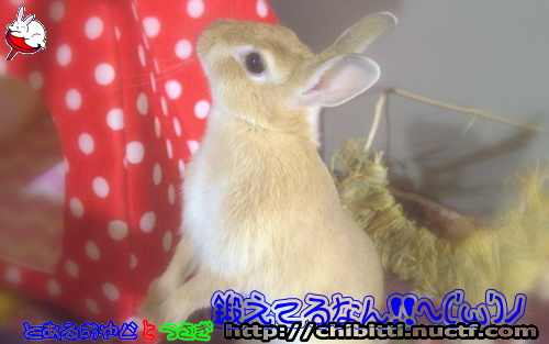 画像クリックで拡大します