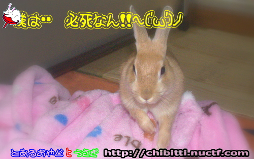 画像クリックで拡大します
