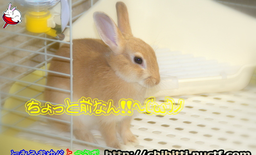画像クリックで拡大します