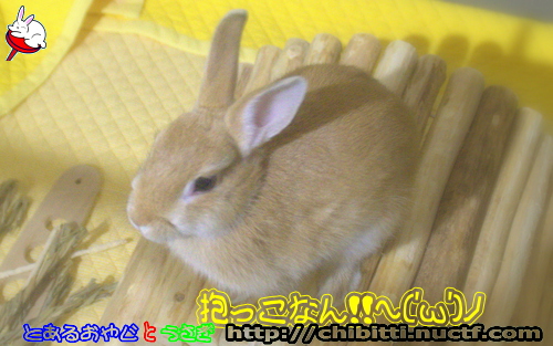 画像クリックで拡大します