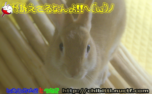画像クリックで拡大します
