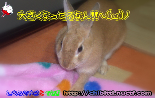 画像クリックで拡大します