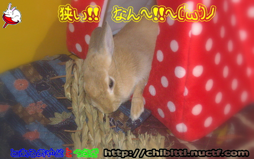 画像クリックで拡大します