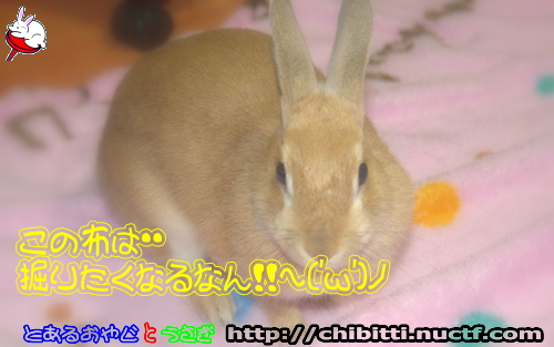 画像クリックで拡大します