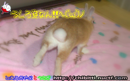 画像クリックで拡大します