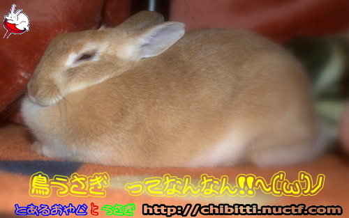 画像クリックで拡大します