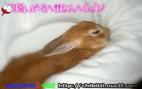 画像クリックで拡大します
