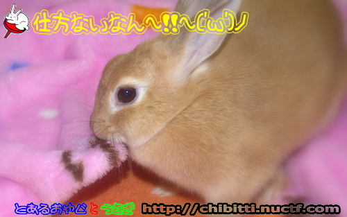 画像クリックで拡大します
