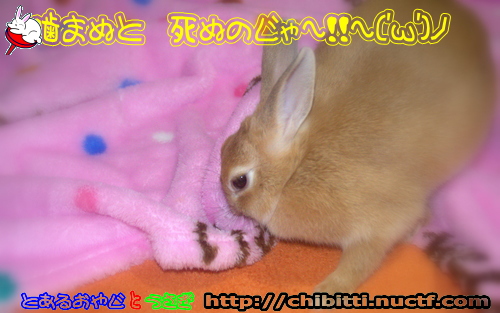 画像クリックで拡大します