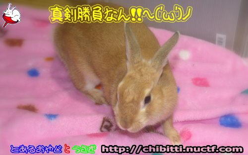 画像クリックで拡大します
