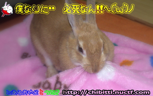 画像クリックで拡大します