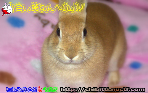 画像クリックで拡大します