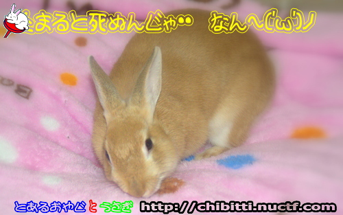 画像クリックで拡大します