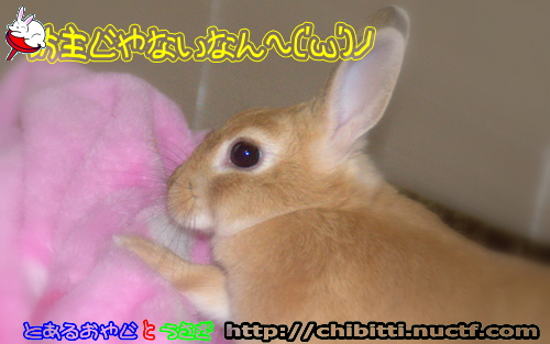 画像クリックで拡大します