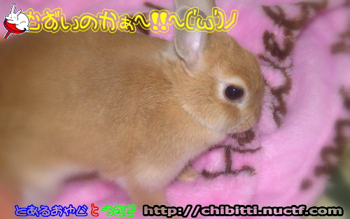 画像クリックで拡大します