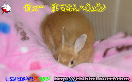 画像クリックで拡大します