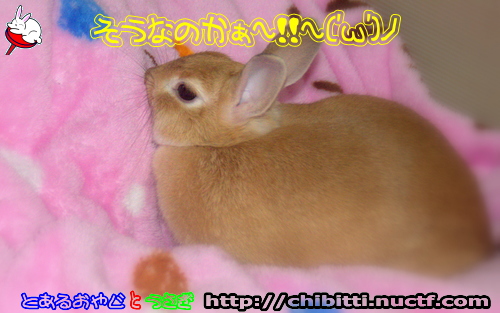画像クリックで拡大します