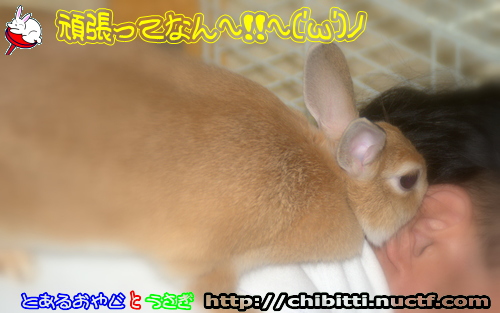 画像クリックで拡大します