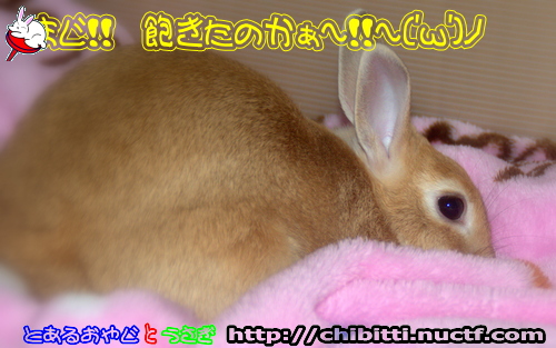 画像クリックで拡大します
