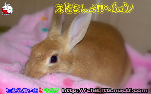 画像クリックで拡大します