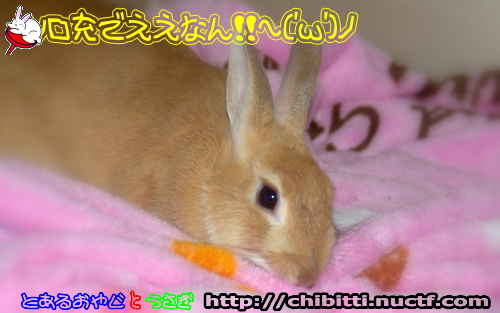 画像クリックで拡大します