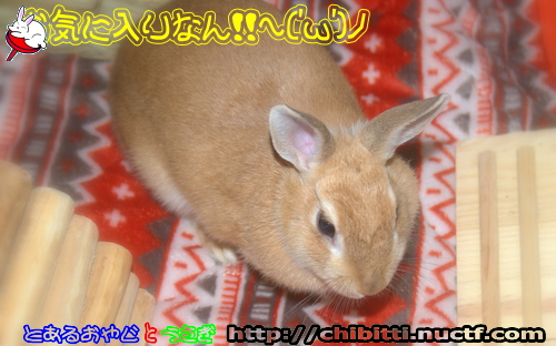 画像クリックで拡大します