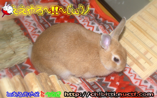 画像クリックで拡大します