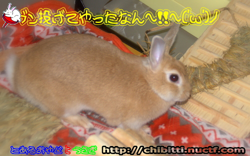 画像クリックで拡大します
