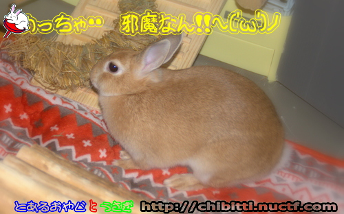 画像クリックで拡大します