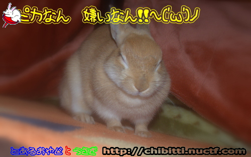画像クリックで拡大します