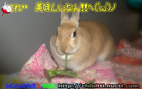 画像クリックで拡大します