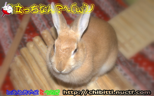 画像クリックで拡大します
