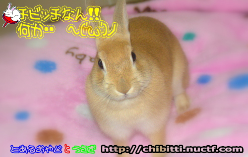画像クリックで拡大します