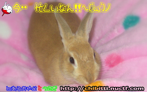 画像クリックで拡大します