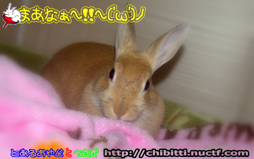 画像クリックで拡大します