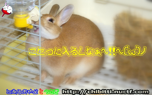 画像クリックで拡大します