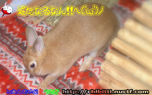 画像クリックで拡大します