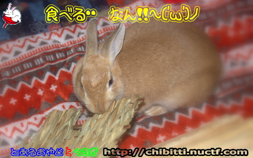 画像クリックで拡大します