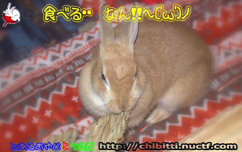 画像クリックで拡大します