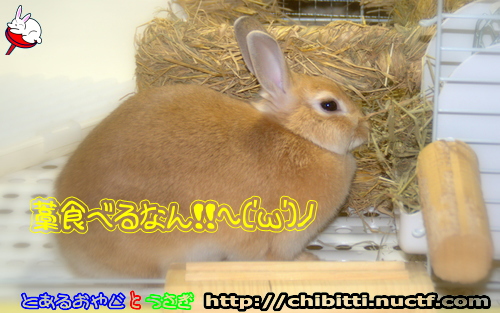画像クリックで拡大します