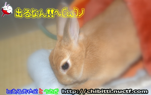 画像クリックで拡大します