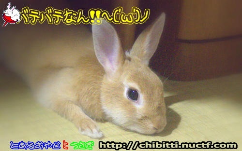 画像クリックで拡大します