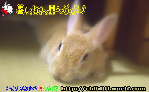 画像クリックで拡大します