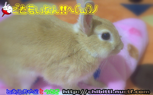 画像クリックで拡大します