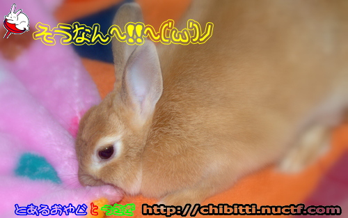 画像クリックで拡大します