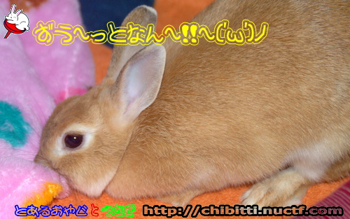 画像クリックで拡大します