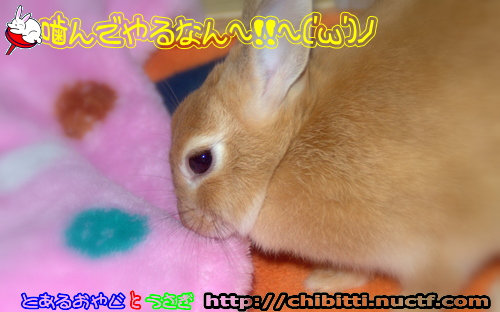 画像クリックで拡大します