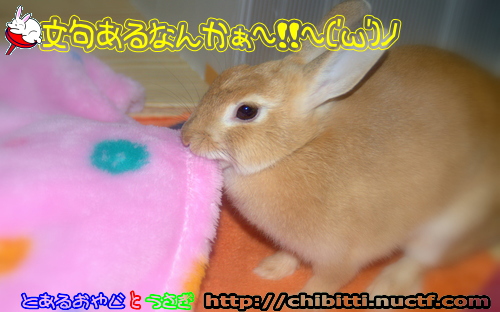 画像クリックで拡大します