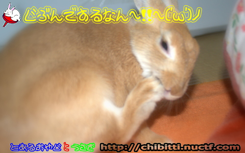 画像クリックで拡大します